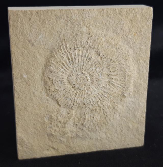 Subplanites rueppelianum QUENSTEDT 1888 - Bild &copy; FossNet FossilienStore